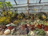 A Botanical Garden 006