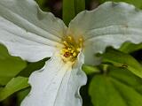 Niquette Bay 011