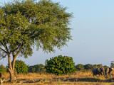 Africa 006