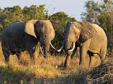 Africa 007