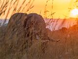 Africa 010