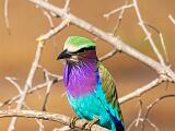 Africa 038
