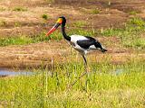 Africa 040