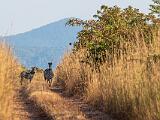 Africa 053