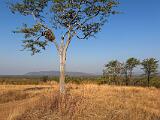 Africa 054