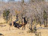 Africa 069