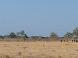 Africa 070