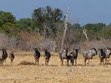 Africa 071