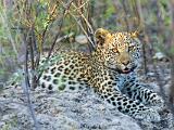 Africa 081
