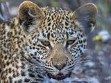 Africa 082