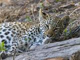 Africa 084