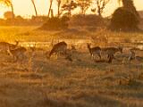 Africa 092