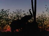 Africa 098