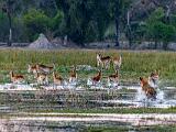 Africa 099