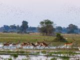 Africa 102