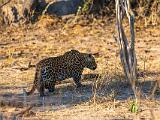 Africa 109