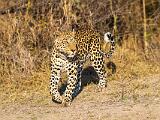 Africa 110