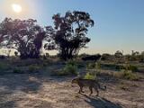 Africa 111