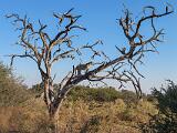 Africa 114