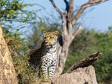 Africa 118