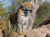 Africa 119