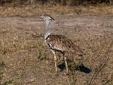 Africa 120