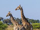 Africa 123