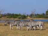 Africa 124