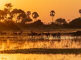 Africa 128