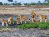 Africa 135