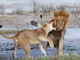 Africa 136