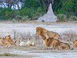 Africa 137