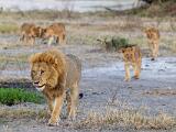 Africa 138
