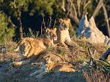 Africa 143