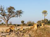 Africa 145