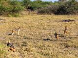Africa 147