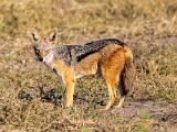 Africa 148