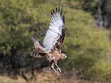 Africa 152