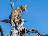 Africa 154