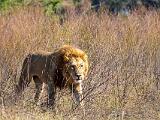 Africa 156