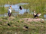 Africa 157