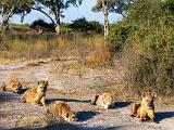 Africa 160
