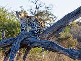 Africa 161