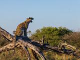 Africa 162