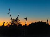 Africa 167