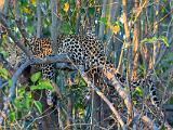 Africa 173