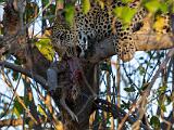 Africa 174