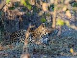Africa 175