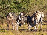 Africa 179