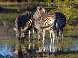 Africa 181